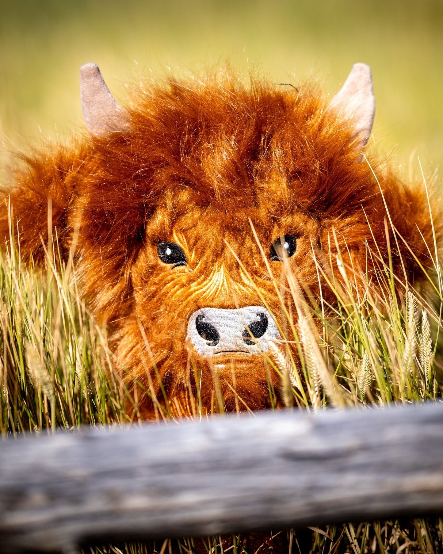 Highland Cow - Driver Cover - Club Rehab